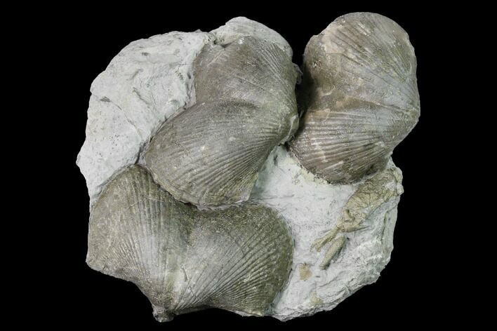 Pyrite Replaced Brachiopod (Paraspirifer) Fossils on Shale - Ohio #145361